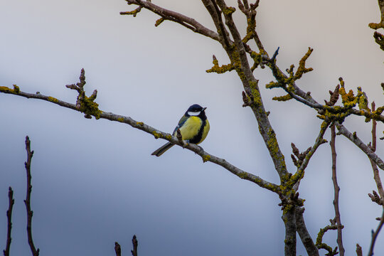 great tit parus major