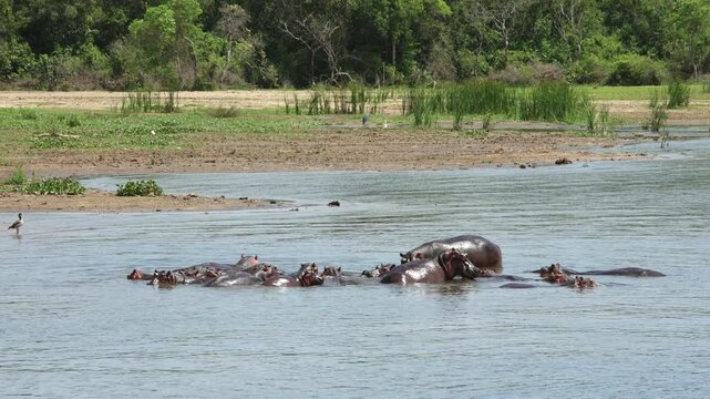 A group of hippopotamus bask in the Nile River in Uganda.