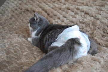 Obraz premium grey white domestic cat wearing baby diaper lying soft textured brown blanket pet care veterinary medicine accessories products hygiene solutions pet-friendly homes incontinence solutions post-surgery