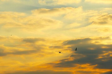 Dramatic clouds in colorful sunset with flaying birds
