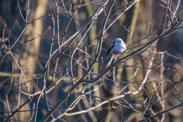 Tiny acrobat of the avian world, a Long-tailed Tit perches delicately on a winter branch, its fluffy plumage and curious gaze capturing the beauty of nature's small wonders.