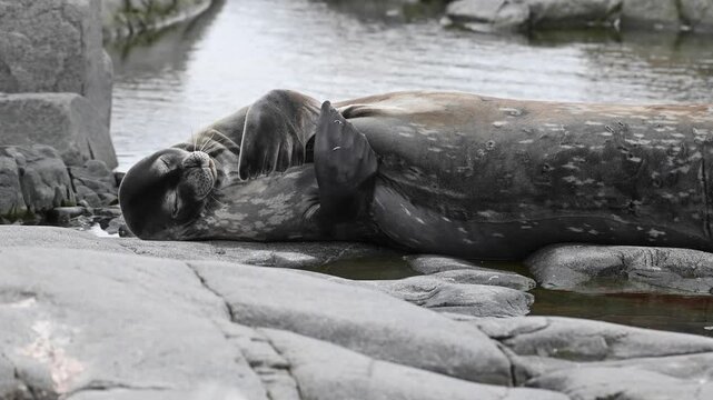 Giant piece of weddel seal resting during the day on the shore of Jougla point near Port Lockroy, Antarctic peninsula.  