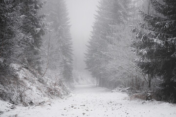 frozen trees and winter landscape covered in snow and fog when hiking in czech mountains