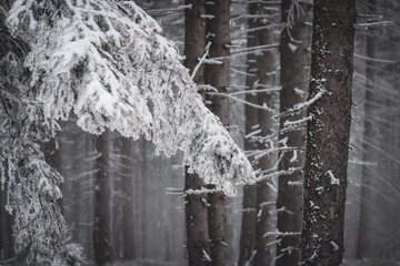 frozen trees and winter landscape covered in snow and fog when hiking in czech mountains