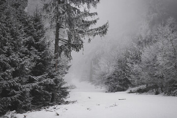 frozen trees and winter landscape covered in snow and fog when hiking in czech mountains