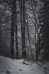 frozen trees and winter landscape covered in snow and fog when hiking in czech mountains