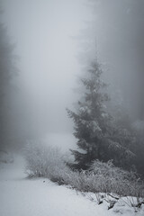 frozen trees and winter landscape covered in snow and fog when hiking in czech mountains