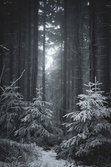 frozen trees and winter landscape covered in snow and fog when hiking in czech mountains