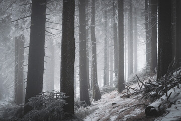 frozen trees and winter landscape covered in snow and fog when hiking in czech mountains