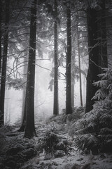 frozen trees and winter landscape covered in snow and fog when hiking in czech mountains