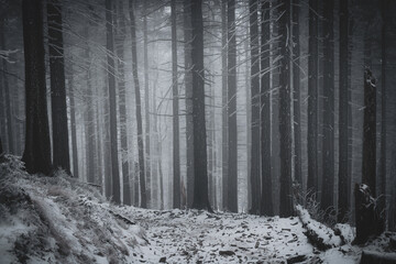 frozen trees and winter landscape covered in snow and fog when hiking in czech mountains