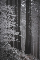 frozen trees and winter landscape covered in snow and fog when hiking in czech mountains