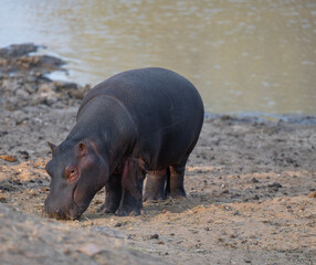 Afrikanische Tiere Flusspferde genannt Nilpferd - Hippo, im Krüger National Park - Kruger...