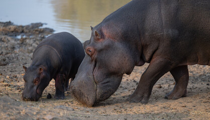 Afrikanische Tiere Flusspferde genannt Nilpferd - Hippo, im Krüger National Park - Kruger...