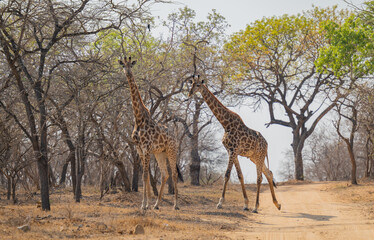 Afrikanische Tiere Giraffen im Busch vom Krüger National Park - Kruger Nationalpark Südafrika