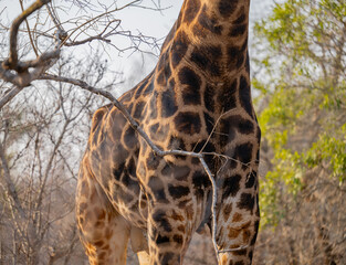 Afrikanische Tiere Giraffe im Busch vom Krüger National Park - Kruger Nationalpark Südafrika