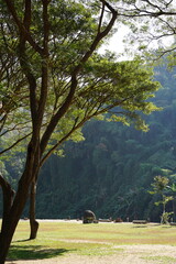 The tree with big mountain background behide