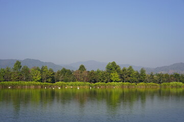 Beautiful nature. Green trees and bright blue sky. Suitable for a background