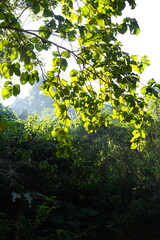 Beautiful nature. Green trees and bright blue sky. Suitable for a background
