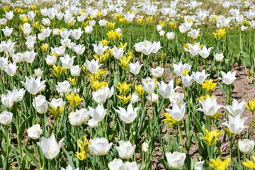 Tulpen, ein Blütenmeer