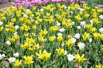 Tulpen, ein Blütenmeer