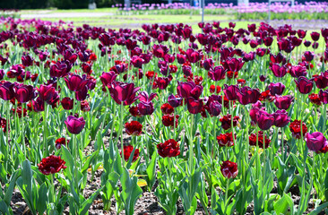 Tulpen, ein Blütenmeer