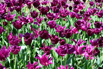 Tulpen, ein Blütenmeer