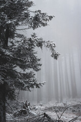 frozen trees and winter landscape covered in snow and fog when hiking in czech mountains