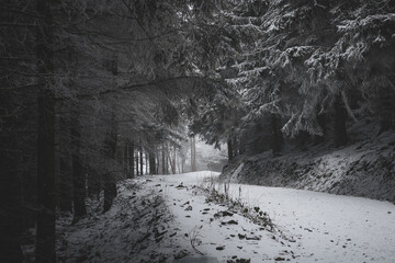 frozen trees and winter landscape covered in snow and fog when hiking in czech mountains