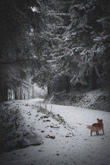 frozen trees and winter landscape covered in snow and fog when hiking in czech mountains