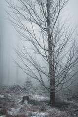 frozen trees and winter landscape covered in snow and fog when hiking in czech mountains