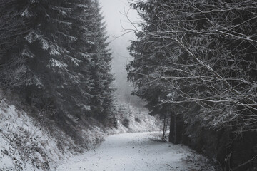 frozen trees and winter landscape covered in snow and fog when hiking in czech mountains