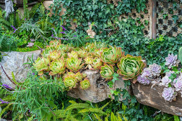 Miniature succulent plants (succulent cactus) at the garden