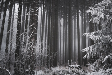 frozen trees and winter landscape covered in snow and fog when hiking in czech mountains