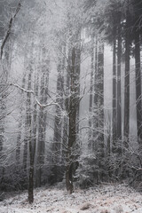 frozen trees and winter landscape covered in snow and fog when hiking in czech mountains