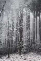 frozen trees and winter landscape covered in snow and fog when hiking in czech mountains © Lucie