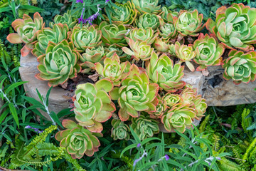 Miniature succulent plants (succulent cactus) at the garden