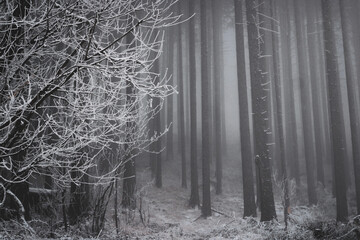 frozen trees and winter landscape covered in snow and fog when hiking in czech mountains
