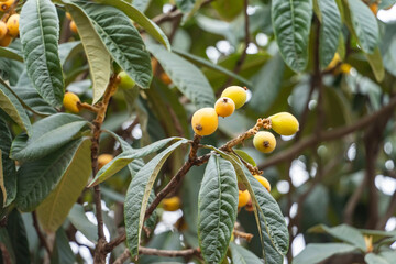 loquat or Eriobotrya japonica is a evergreen plant with yellow fruits