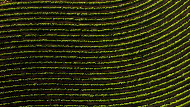Imagem a&eacute;rea de drone - Fazenda de planta&ccedil;&atilde;o de caf&eacute;, Minas Gerais, Brasil