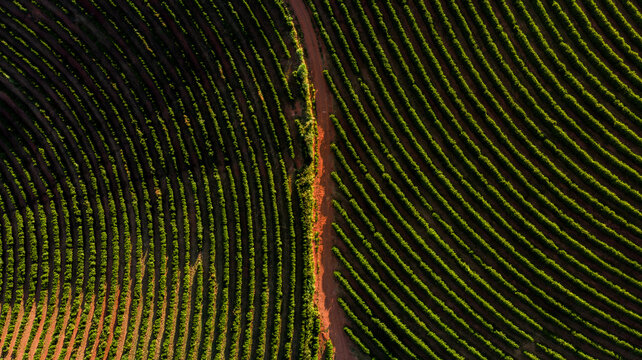 Imagem a&eacute;rea de drone - Fazenda de planta&ccedil;&atilde;o de caf&eacute;, Minas Gerais, Brasil