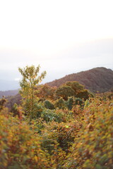 magnificent view of the mountains