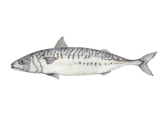 Mackerel (Scomber scombrus) – Detailed watercolor illustration, transparent background.