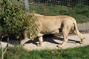 Lion Walking Enclosure Zoo - A majestic lion walks through a grassy enclosure at a zoo, providing a glimpse into its natural habitat.