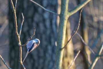 Tiny acrobat of the avian world, a Long-tailed Tit perches delicately on a winter branch, its...