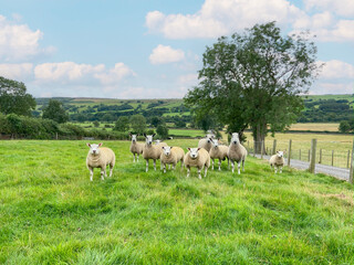 sheep in the field