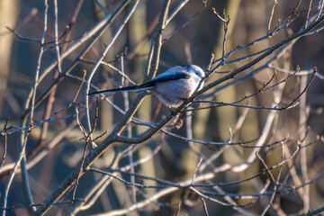 Tiny acrobat of the avian world, a Long-tailed Tit perches delicately on a winter branch, its...