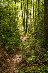 Narrow Trail Cuts Uphill Through Forest In Smoky Mountains