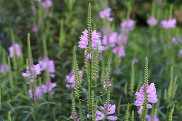 Physostegia virginiana. Violet flowers of false dragonhead, obedient plant.