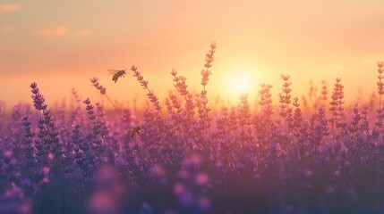 beautiful lavender field at sunset with bees flying. serene nature scene with warm sunlight. summer evening, tranquility. poster, background, inspirational design.